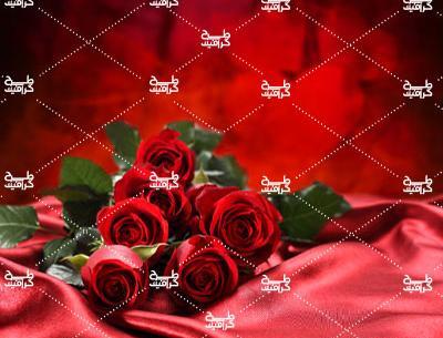 دانلود عکس گل رز مخملی