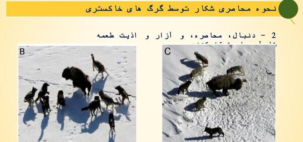 عکس الگوریتم گرگ خاکستری