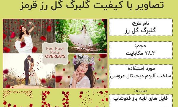 عکس گلبرگ گل رز