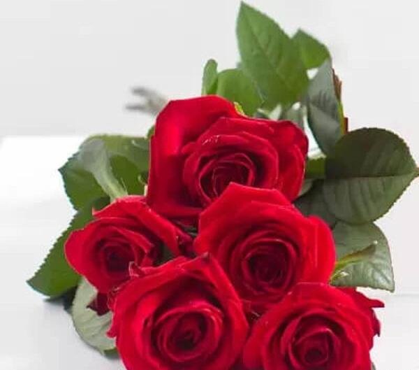 عکس دسته گل رز لب ماتیکی