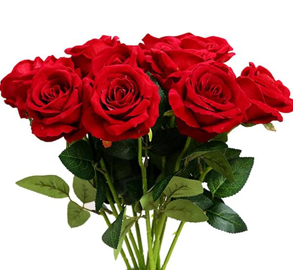 عکس گلخانه گل رز