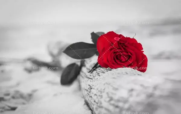 عکس گل رز قرمز مشکی