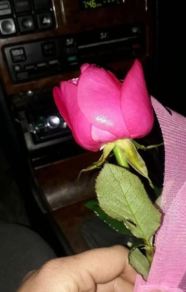 عکس فیک گل رز سفید