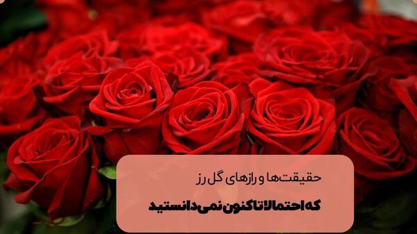عکس های گل رز فرانسوی