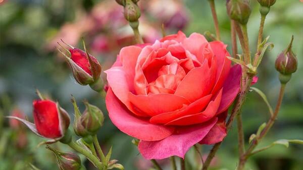عکس غنچه های گل رز