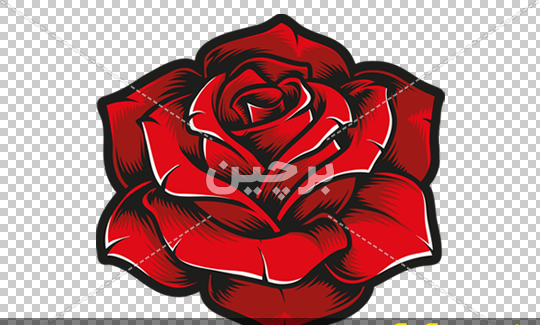 عکس غنچه های گل رز