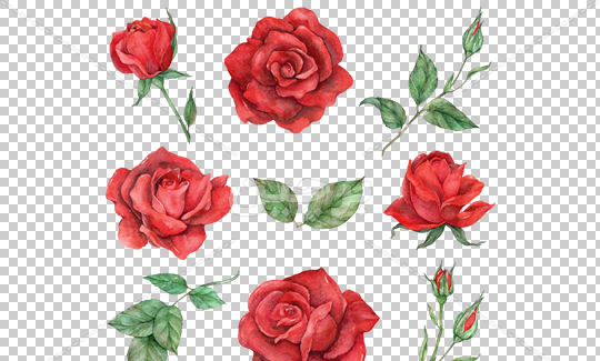 عکس از غنچه گل رز
