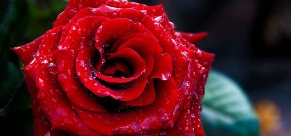 عکس از غنچه گل رز