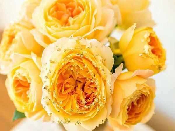 عکس گل رز طلای