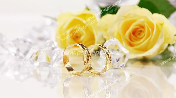 عکس گل رز طلای