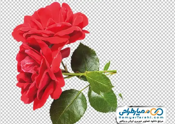 عکس گل رز قرمز با شاخه
