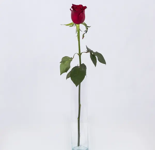 عکس شاخه گل رز طبیعی
