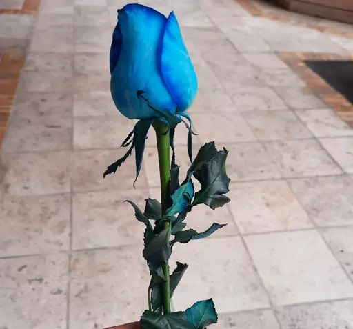 عکس شاخه گل رز طبیعی