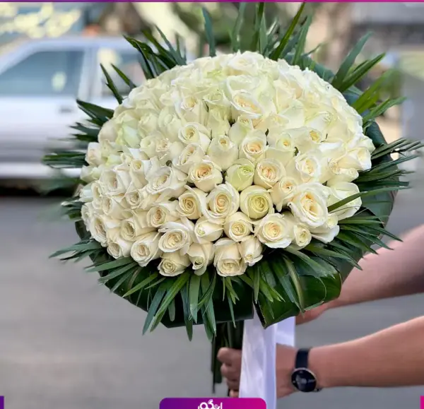 عکس شاخه گل رز سفید