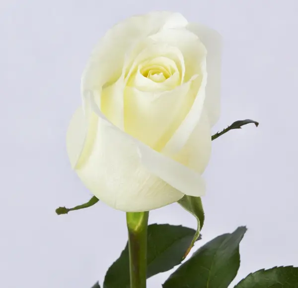 عکس شاخه گل رز سفید