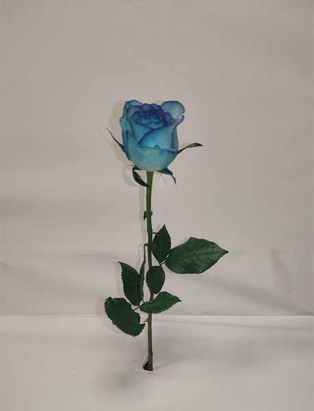 عکس شاخه گل رز ابی