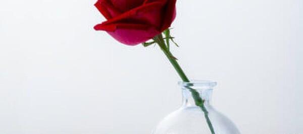 عکس شاخه گل رز ابی