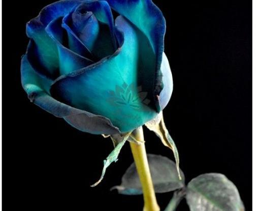 عکس شاخه گل رز ابی