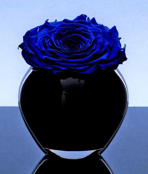 عکس شاخه گل رز ابی