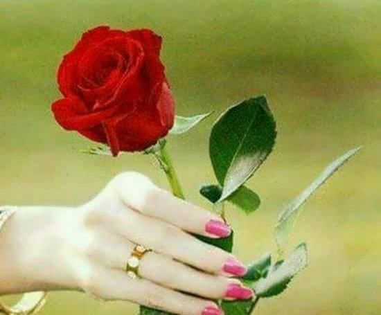 عکس شاخه گل رز برای پروفایل