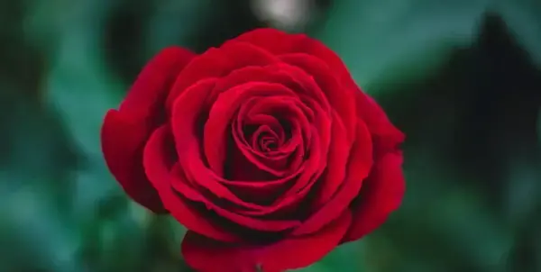 عکس گل رز سرخ برای پروفایل