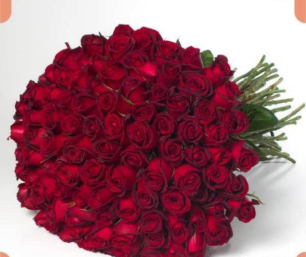عکس گل رز سرخ زیبا