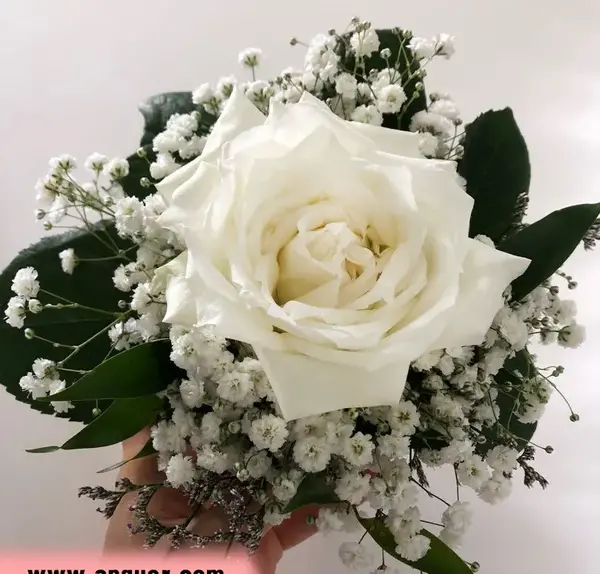 ایده عکس با شاخه گل رز
