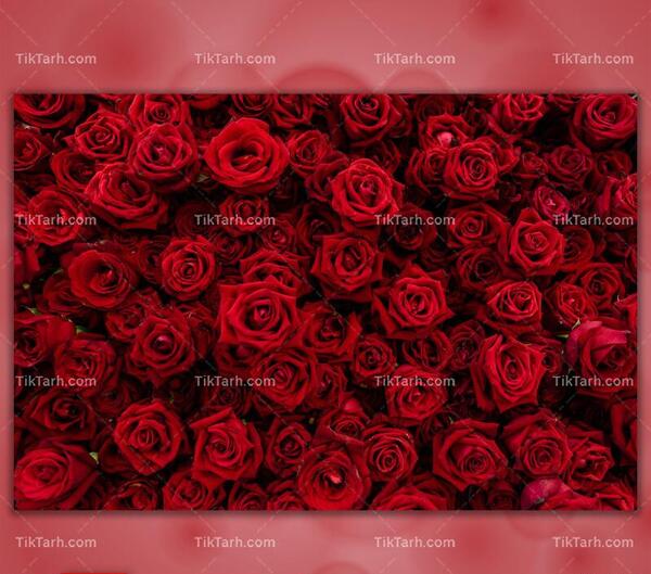 عکس گل رز قرمز سرخ
