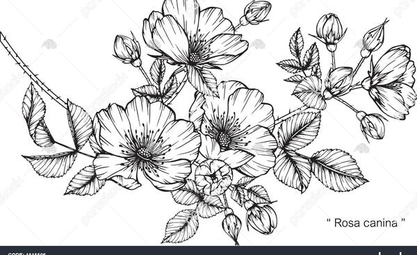عکس گل رز سیاه سفید