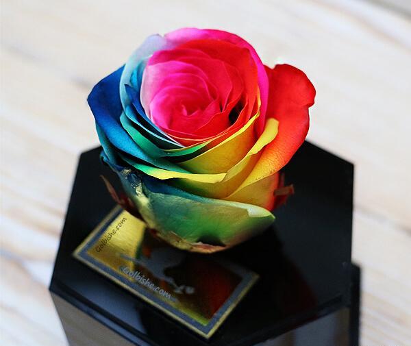 عکس گل رز رنگین کمانی برای پروفایل