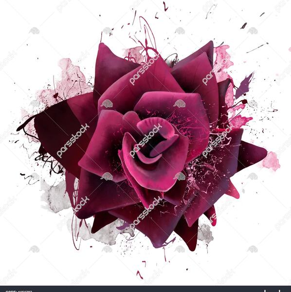 عکس زیبای گل رز رنگی