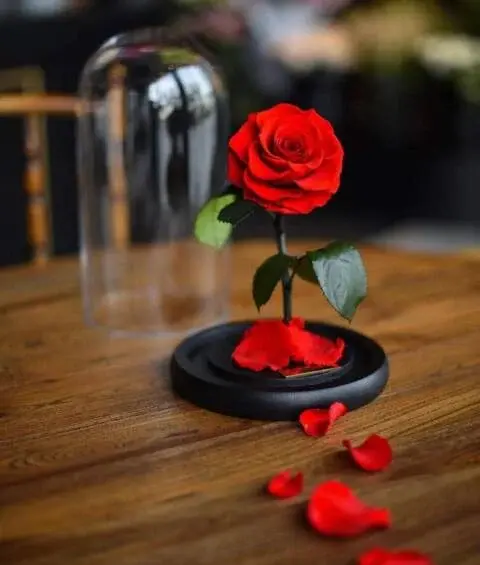 عکس گل رز زرشکی برای پروفایل