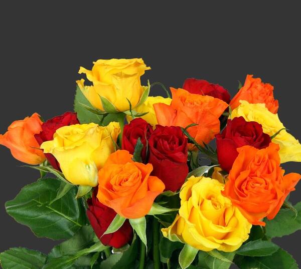 عکس گل های رز رنگی