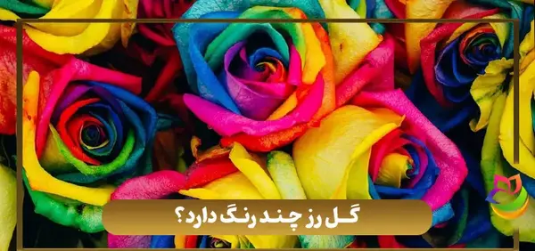 عکس گل های رز رنگی