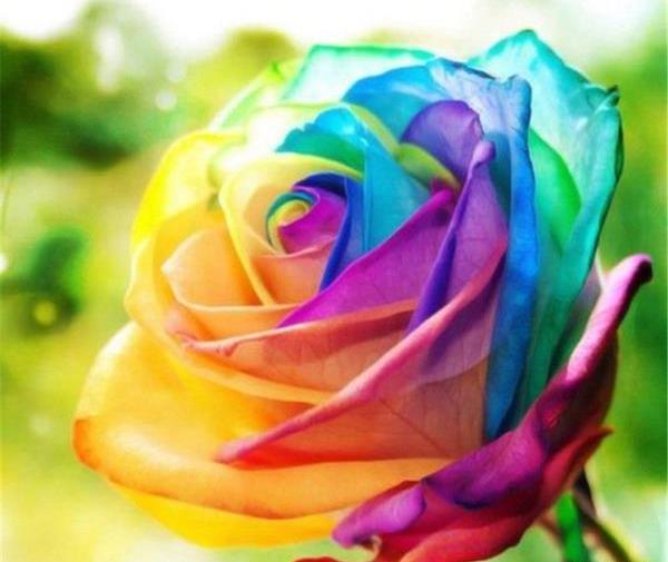 عکس گل های رز رنگی