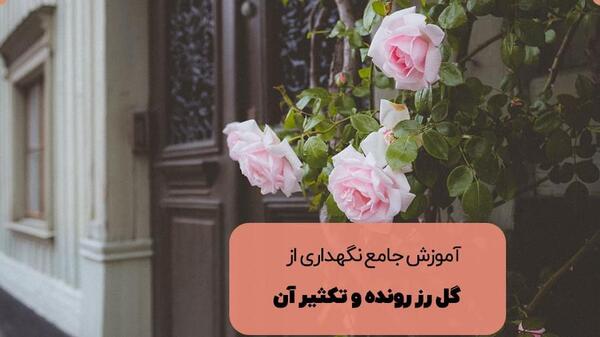 عکس انواع گل رز رونده