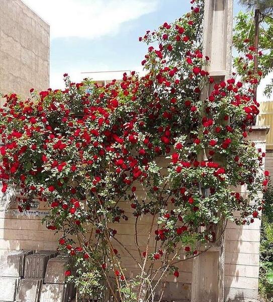 عکس انواع گل رز رونده
