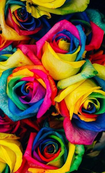 عکس های گل رز رنگین کمانی