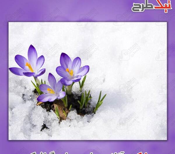 دانلود عکس گل رز در برف
