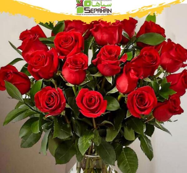 عکس گل رز و گلدان