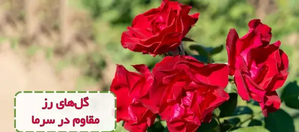 عکس گل رز تو باغچه
