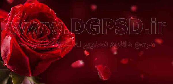 عکس گل رز قرمز خارجی