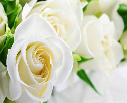 عکس گل رز سفید خوشگل
