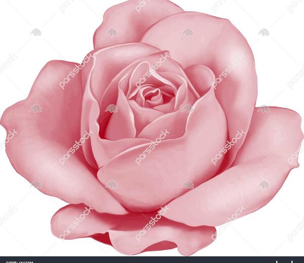 عکس گل رز سفید خوشگل