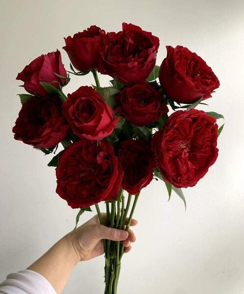 عکس گل رز قرمز خشک شده