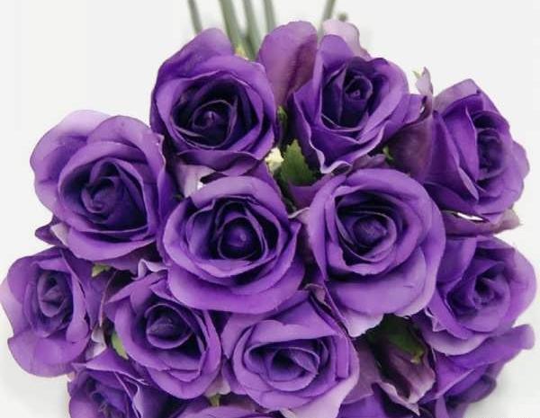 عکس گل رز بنفش مخملی