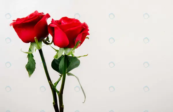 عکس گل رز قرمز تک شاخه