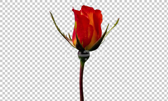 دانلود عکس گل رز قرمز تک شاخه