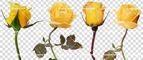 عکس گل رز زرد برای پس زمینه گوشی