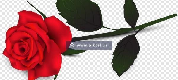 عکس گل رز قرمز تکی